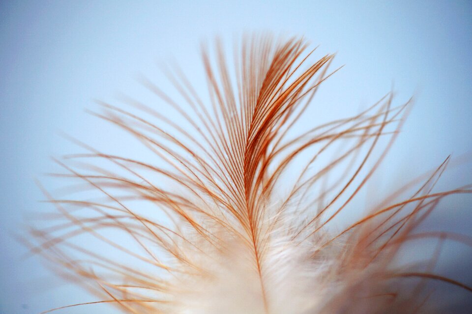 Strand brown white