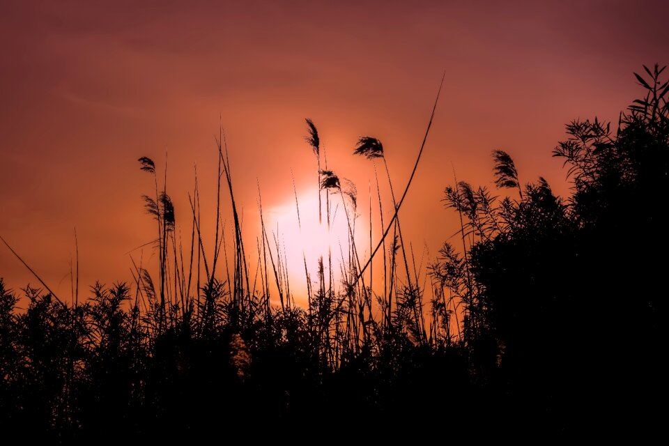 Landscape nature reeds
