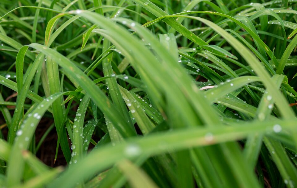 Nature green garden