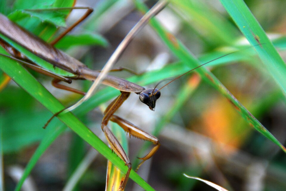 Bug animal carnivore