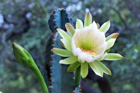 Cactus white natural