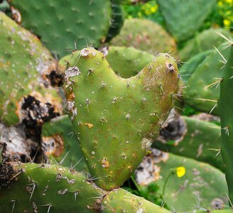 Back succulent heart