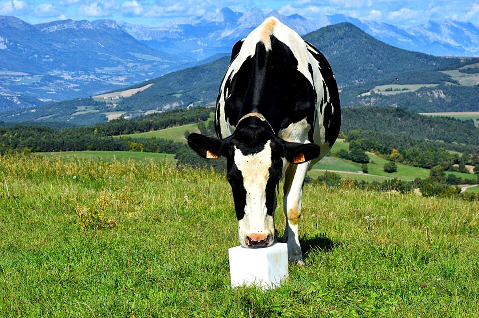 Pasture animals fields
