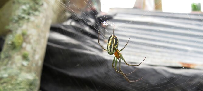 Spider macro arachnid