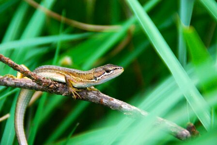 Nature wildlife wild