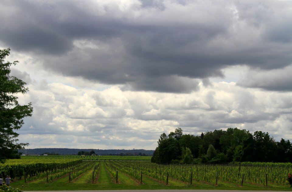 Vine winery harvest