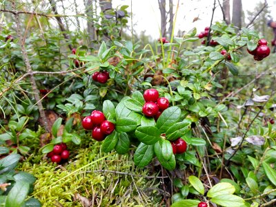 Forest berry cowberry