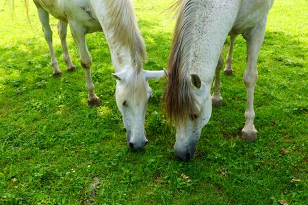 Meadow coupling nature