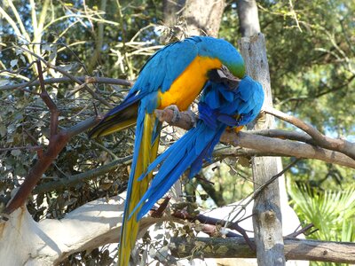 Blue and yellow macaw brazilwood zoo