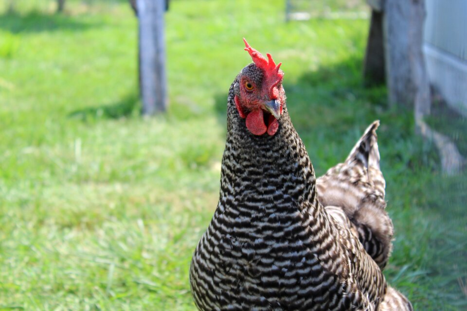 Poultry animal farm