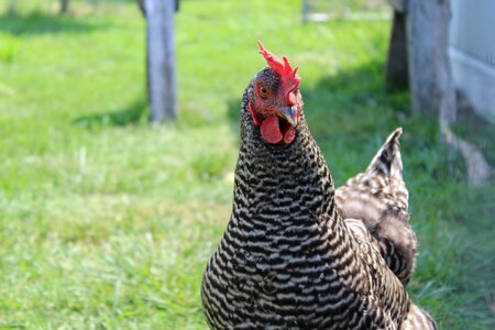 Poultry animal farm