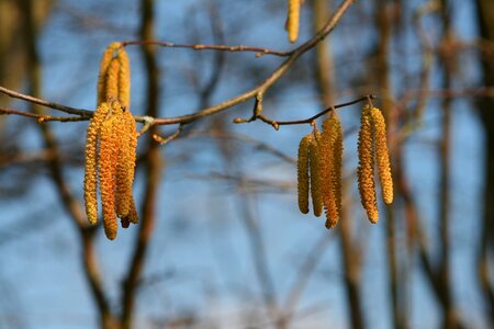 Plant hazelnut spring
