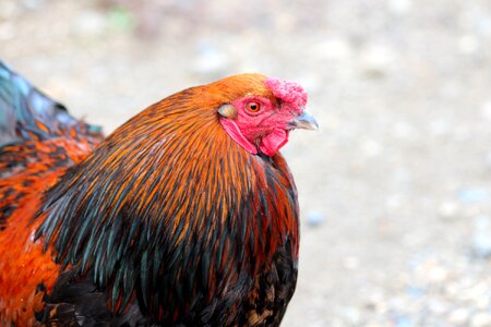 Village living nature livestock