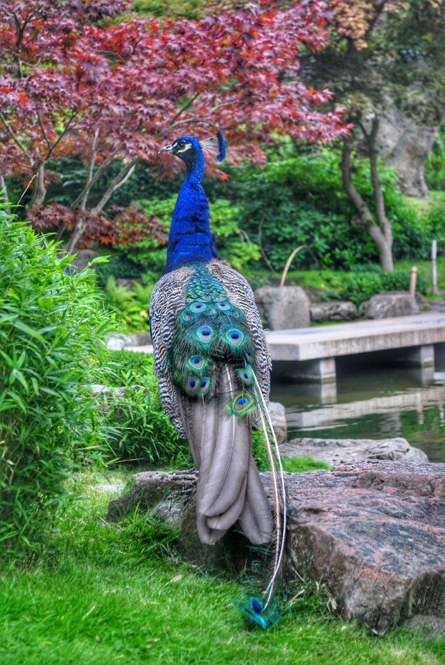 Garden green bird