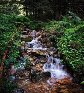 The stones torrent tree photo