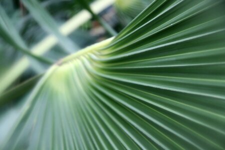 Vignette leaf green leaf