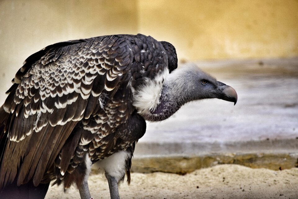 Animal birds animals