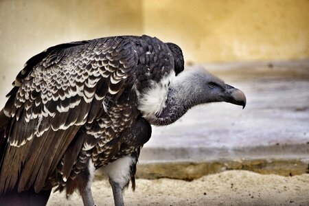 Animal birds animals