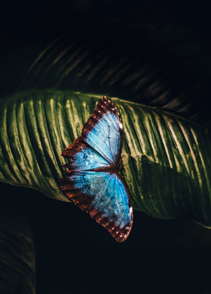 Insect blue beautiful