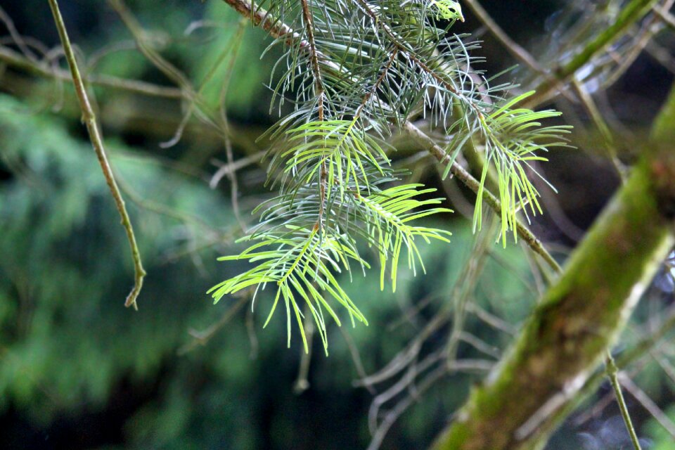 Conifer tree nature photo