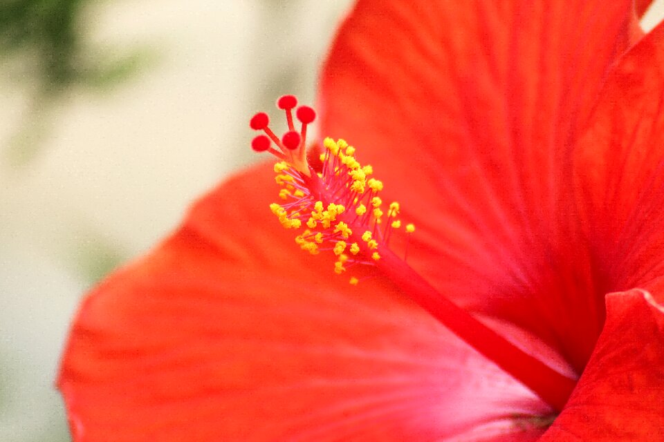Beautiful nature macro