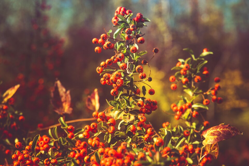 Autumn rowan berry photo