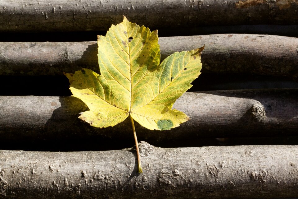Nature yellow green