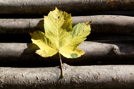 Nature yellow green