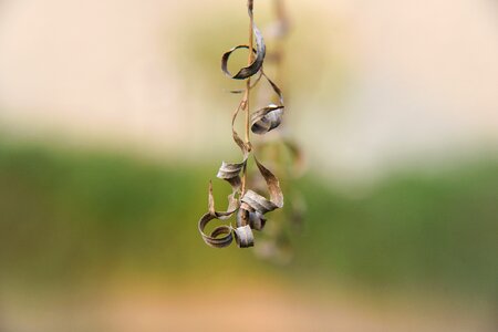 Outdoor leaf plant