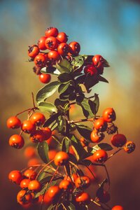 Autumn rowan berry photo