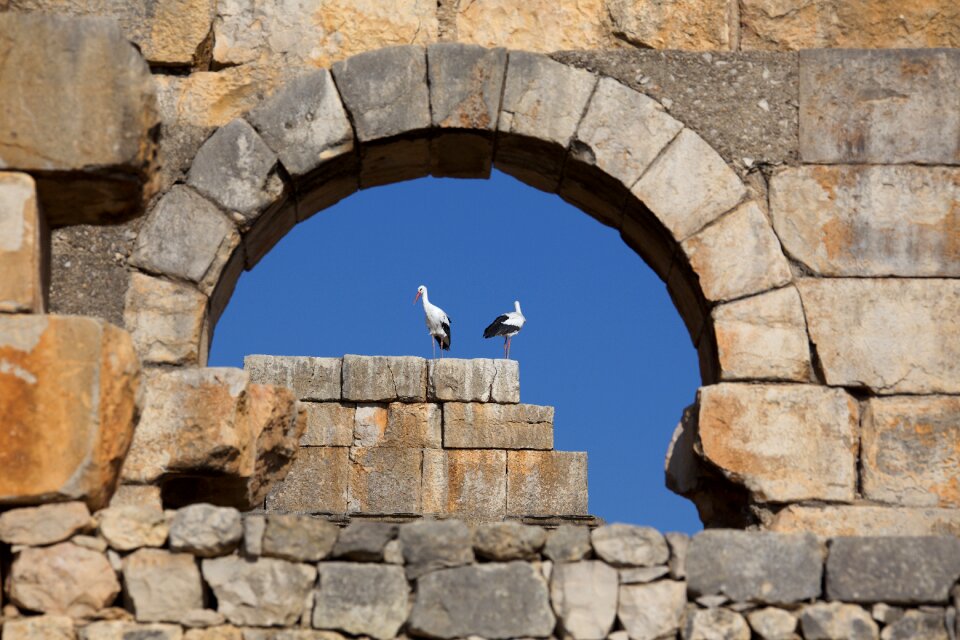 Old antiquity storks