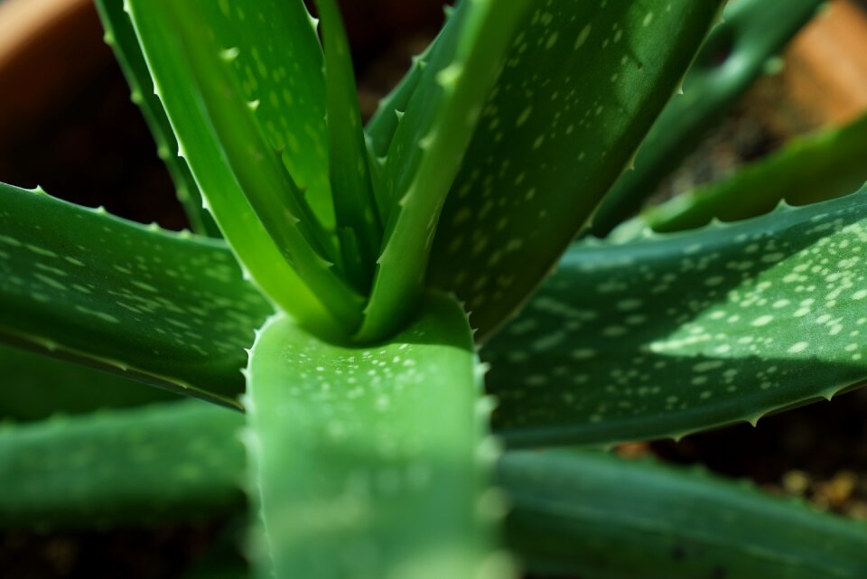 Leaf environment botany