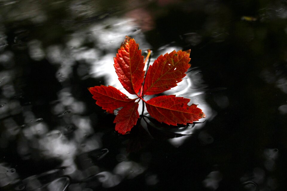Autumn wet nature