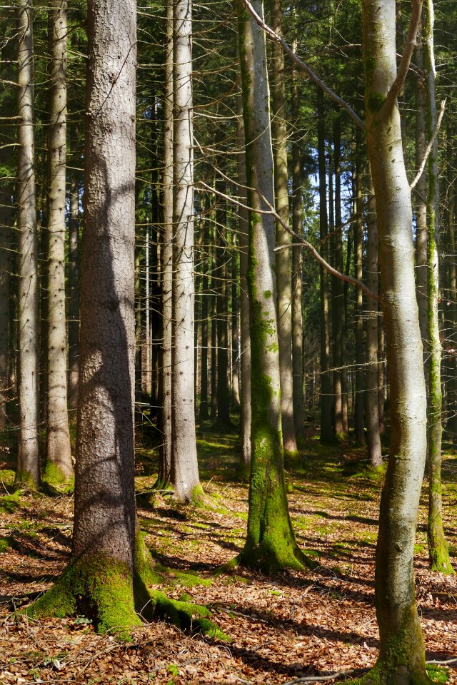 Landscape leaf scenic