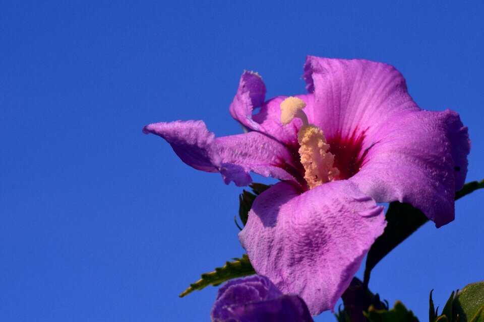 Flower mallow plant