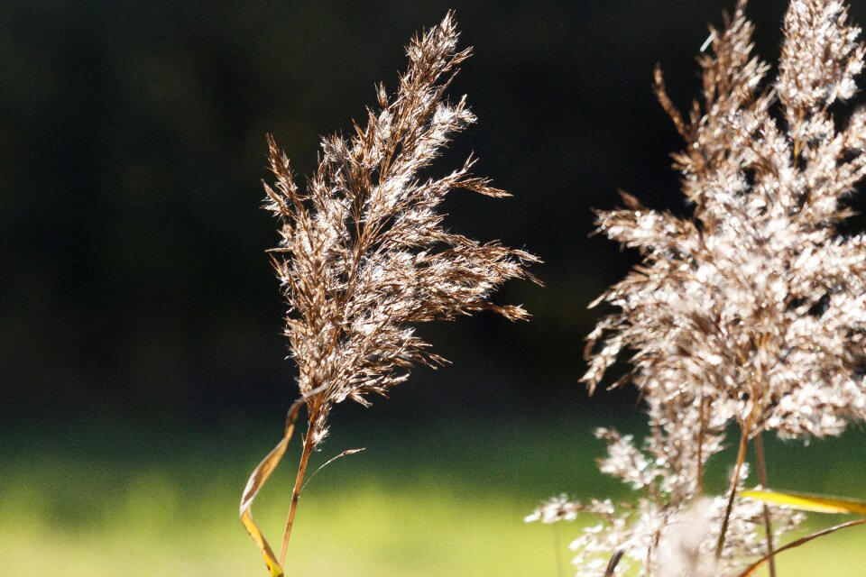 Poaceae marsh plant bluegrass