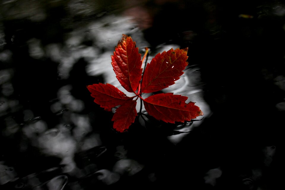 Autumn wet nature