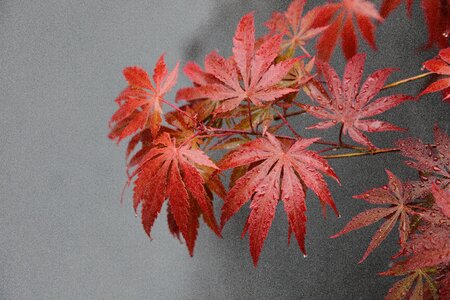 Fall maple leaf plant