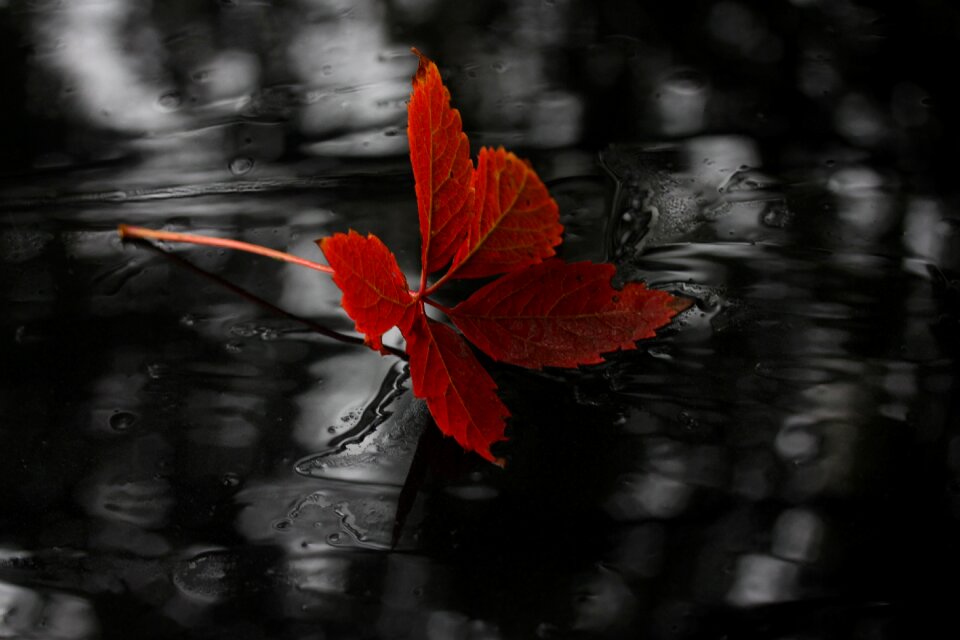 Autumn wet nature