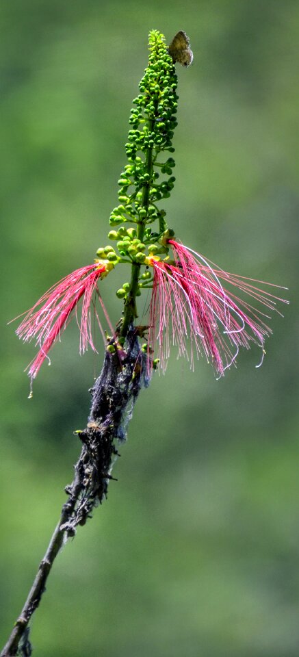 Butterfly summer flower