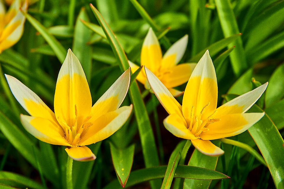 Tulipa tulip lilies