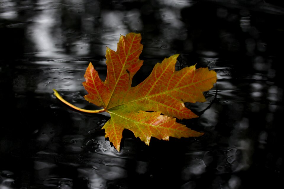 Autumn wet nature