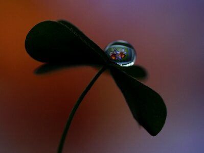 Macro clover reflection