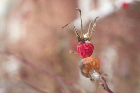 Living nature garden wednesday