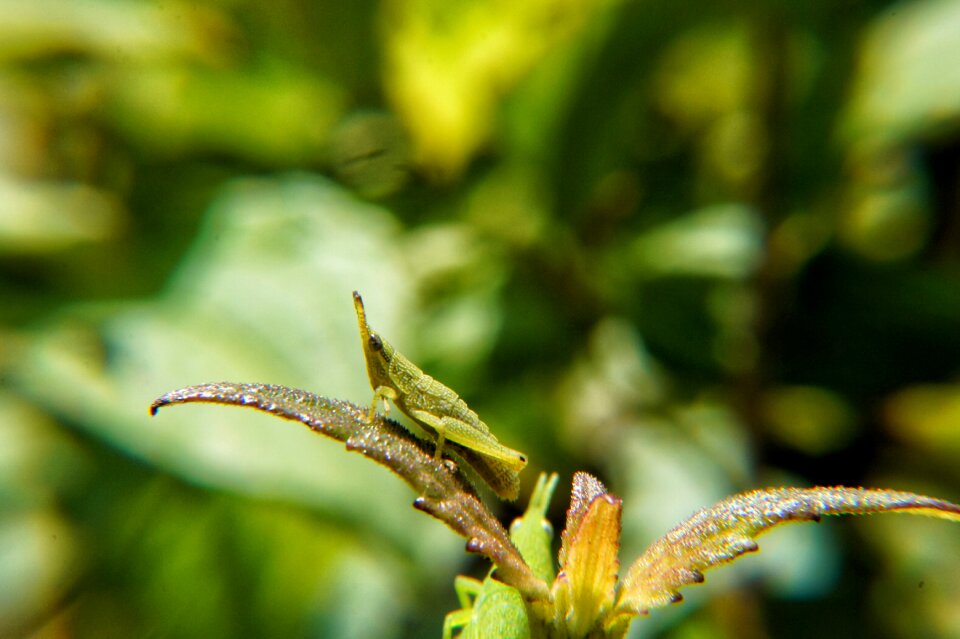 Biology evolution garden