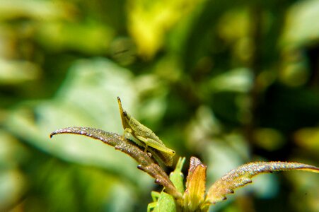 Biology evolution garden