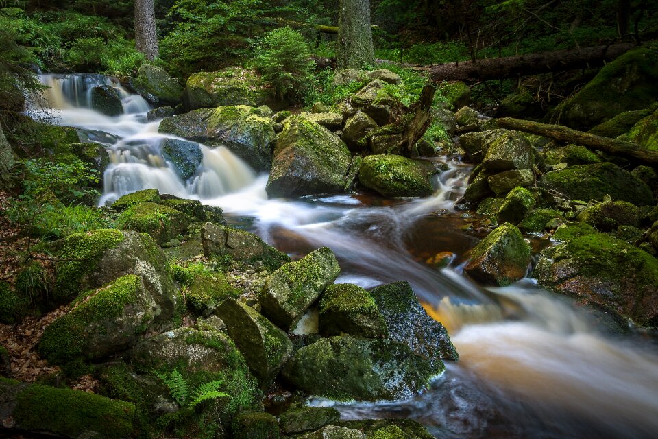 Nature forest water