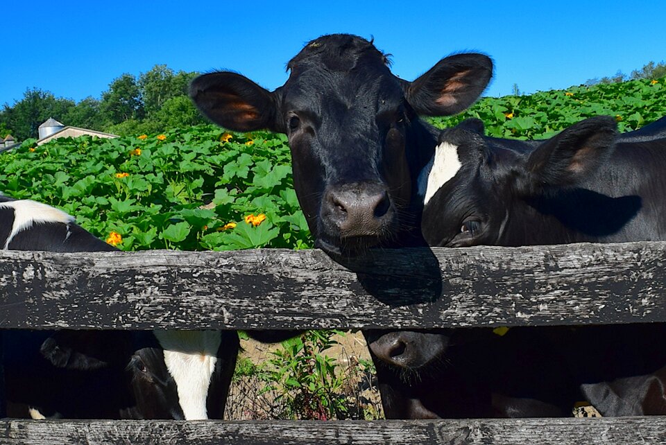 Holstein rural animal