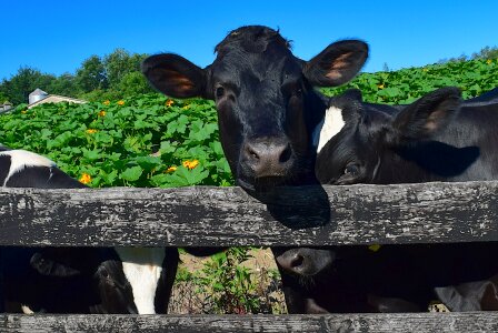 Holstein rural animal photo