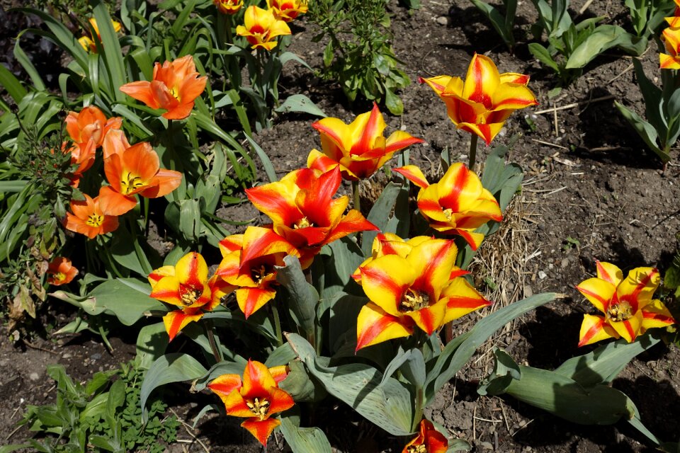 Flower orange yellow